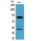 CD226 Molecule antibody, LS-C387163, Lifespan Biosciences, Western Blot image 