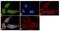 Autophagy Related 4B Cysteine Peptidase antibody, 701882, Invitrogen Antibodies, Immunofluorescence image 