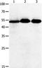 G Protein-Coupled Receptor 6 antibody, orb107524, Biorbyt, Western Blot image 
