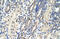 Eukaryotic Translation Initiation Factor 4E Family Member 2 antibody, 29-341, ProSci, Western Blot image 
