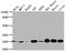 Superoxide Dismutase 2 antibody, CSB-RA633872A0HU, Cusabio, Western Blot image 