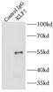 Kruppel Like Factor 5 antibody, FNab04603, FineTest, Immunoprecipitation image 