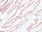 Sodium Channel Epithelial 1 Alpha Subunit antibody, orb383800, Biorbyt, Immunohistochemistry paraffin image 