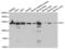 Importin 5 antibody, PA5-76649, Invitrogen Antibodies, Western Blot image 