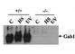 GRB2 Associated Binding Protein 1 antibody, F53740-0.1ML, NSJ Bioreagents, Western Blot image 