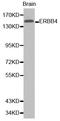 Erb-B2 Receptor Tyrosine Kinase 4 antibody, abx126899, Abbexa, Western Blot image 