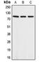 Amyloid Beta Precursor Like Protein 2 antibody, LS-B13316, Lifespan Biosciences, Western Blot image 