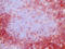 CD4 antibody, AM26053BT-N, Origene, Immunohistochemistry frozen image 
