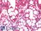 Cytochrome C Oxidase Subunit 5A antibody, LS-C211044, Lifespan Biosciences, Immunohistochemistry frozen image 