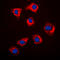 Heat Shock Protein 90 Alpha Family Class B Member 1 antibody, LS-C358775, Lifespan Biosciences, Immunofluorescence image 