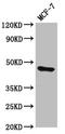 Transcription Factor AP-2 Epsilon antibody, LS-C681538, Lifespan Biosciences, Western Blot image 