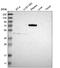 Periostin antibody, HPA012306, Atlas Antibodies, Western Blot image 