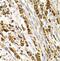 NK-3R antibody, FNab08472, FineTest, Immunohistochemistry frozen image 