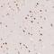 Protein Phosphatase 1 Regulatory Subunit 10 antibody, HPA047248, Atlas Antibodies, Immunohistochemistry frozen image 