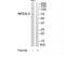 Nuclear Factor, Erythroid 2 Like 3 antibody, TA314942, Origene, Western Blot image 