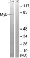 MYB Proto-Oncogene, Transcription Factor antibody, LS-C118365, Lifespan Biosciences, Western Blot image 