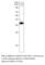 Annexin A10 antibody, ANXA10-1001AP, FabGennix, Western Blot image 