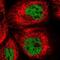 UBX Domain Protein 7 antibody, NBP2-47588, Novus Biologicals, Immunofluorescence image 