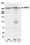 Baculoviral IAP Repeat Containing 6 antibody, A300-367A, Bethyl Labs, Western Blot image 