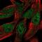 Zinc Finger BED-Type Containing 8 antibody, NBP1-91707, Novus Biologicals, Immunofluorescence image 