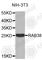 RAB38, Member RAS Oncogene Family antibody, A2813, ABclonal Technology, Western Blot image 