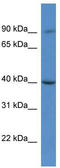 Chromosome 9 Open Reading Frame 64 antibody, TA342939, Origene, Western Blot image 
