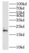 Ribosomal Protein L23a antibody, FNab07423, FineTest, Western Blot image 