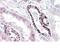 Polo Like Kinase 3 antibody, NBP2-26197, Novus Biologicals, Immunohistochemistry frozen image 