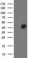 Spermine Synthase antibody, TA503097, Origene, Western Blot image 