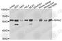 Protein Phosphatase 5 Catalytic Subunit antibody, A9910, ABclonal Technology, Western Blot image 