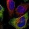 ATP Synthase Mitochondrial F1 Complex Assembly Factor 2 antibody, NBP1-88885, Novus Biologicals, Immunofluorescence image 