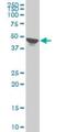 Trophoblast Glycoprotein antibody, H00007162-M09, Novus Biologicals, Western Blot image 