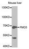 Flavin Containing Dimethylaniline Monoxygenase 3 antibody, PA5-76639, Invitrogen Antibodies, Western Blot image 