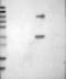Crystallin Mu antibody, NBP1-85241, Novus Biologicals, Western Blot image 