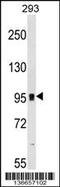 Glutamate Metabotropic Receptor 7 antibody, 58-848, ProSci, Western Blot image 