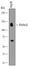 BetaKlotho antibody, AF5889, R&D Systems, Western Blot image 