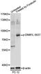 Dynamin 1 Like antibody, LS-C750618, Lifespan Biosciences, Western Blot image 