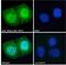 Neuronal Differentiation 4 antibody, 45-954, ProSci, Western Blot image 