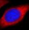PDIA3 antibody, FNab02858, FineTest, Immunofluorescence image 