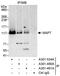 Microtubule Associated Protein 7 antibody, A301-534A, Bethyl Labs, Immunoprecipitation image 