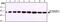 Tubulin beta-1 chain antibody, NB120-11312, Novus Biologicals, Western Blot image 