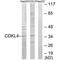 Cyclin Dependent Kinase Like 4 antibody, PA5-49836, Invitrogen Antibodies, Western Blot image 