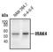 Interleukin 1 Receptor Associated Kinase 4 antibody, PA5-17531, Invitrogen Antibodies, Western Blot image 