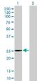 Baculoviral IAP Repeat Containing 8 antibody, H00112401-B01P, Novus Biologicals, Western Blot image 