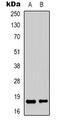 Transcription Elongation Factor A Like 1 antibody, LS-C368722, Lifespan Biosciences, Western Blot image 