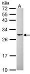 Dicarbonyl And L-Xylulose Reductase antibody, GTX104696, GeneTex, Western Blot image 