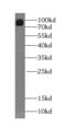 SUMO Specific Peptidase 5 antibody, FNab07714, FineTest, Western Blot image 