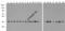 GAPDH antibody, 3781-biotin, ProSci, Western Blot image 