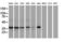 Non-Homologous End Joining Factor 1 antibody, LS-C172448, Lifespan Biosciences, Western Blot image 