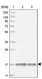 BUD31 Homolog antibody, PA5-56016, Invitrogen Antibodies, Western Blot image 